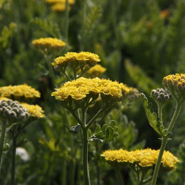 Achillea clypeolata 'Moonshine' Goldquirl-Garbe