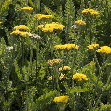 Achillea clypeolata 'Moonshine' Goldquirl-Garbe