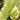 Brunnera macrophylla 'Hadspen Cream' Geflecktes Kaukasusvergissmeinnicht