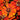 Helenium x 'Baudirektor Linne' Sonnenbraut
