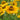 Helenium x 'Zimbelstern' Sonnenbraut