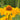 Heliopsis scabra 'Karat' Sonnenauge