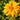 Heliopsis scabra 'Lohfelden' Sonnenauge