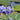 Iris barb.-elat.'Harbor Blue' Hohe Bartschwertlilie