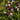 Nepeta subsessilis 'Sweet Dreams' Japan Katzenminze