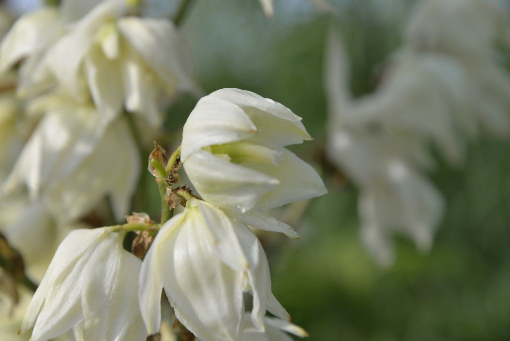 Yucca filamentosa Palmlilie – Stauden Haid