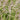 Mentha species 'Erdbeere' Erdbeer-Minze