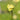 Trollius x cult.'Cheddar' Garten-Trollblume