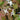 Epimedium grandiflorum Großblumige Elfenblume