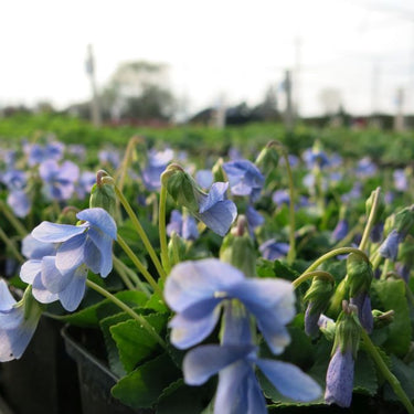 Viola sororia 'Dark Freckels' Pfingst-Veilchen