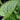 Brunnera macrophylla 'Mr Morse' -R- Kaukasus-Vergissmeinnicht