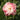 Paeonia officinalis 'Alba Plena' Bauern-Pfingstrose