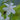 Hosta x hybr.'Guacamole' Garten-Funkie