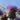 Cynara scolymus Artischocke