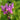 Dodecatheon meadia 'Rote Farben' Götterblume