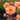Geum x cult.'Mai Tai' Garten-Nelkenwurz