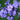 Phlox paniculata 'Blue Paradise' Hohe Flammenblume