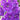 Delphinium New Millen.'Pagan Purples' Garten-Rittersporn