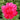 Paeonia officinalis 'Rosea Plena' Bauern-Pfingstrose