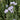 Linum perenne 'Nanum Saphir' Zierlein