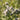 Pycnanthemum pilosum Amerikanische Bergminze
