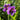 Geranium ibericum 'Vital' Herzblättriger Storchschnabel