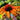 Echinacea purpurea 'Tiki Torch' Sonnenhut