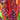 Beta vulgaris, bunt Mangold, bunt