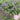 Pulmonaria saccharata 'Lewis Palmer' Großgeflecktes Lungenkraut