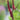 Bistorta amplexicaulis 'Fat Domino' -S- Kerzen-Knöterich (=Polygonum)