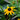 Rudbeckia fulgida 'City Garten' Garten-Sonnenhut
