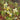 Epimedium pinnatum ssp.pinnatum Schwarzmeer-Elfenblume