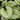 Brunnera macrophylla 'Jack Frost'  -R- Kaukasusvergissmeinnicht