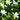 Pratia angulata Treadwellii Teppichlobelie (Scheinlobelie)