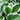 Hosta x hybr.'Minuteman' Garten-Funkie