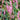 Bistorta amplexicaulis 'Pink Elephant' Garten-Kerzenknöterich (=Polygonum)