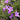 Campanula portenschlagiana 'Catharina' Dalmatiner-Polster-Glockenblume