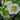 Helleborus x orientale 'White Lady' Frühlings-Nieswurz