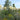Cortaderia selloana Cortaderia selloana