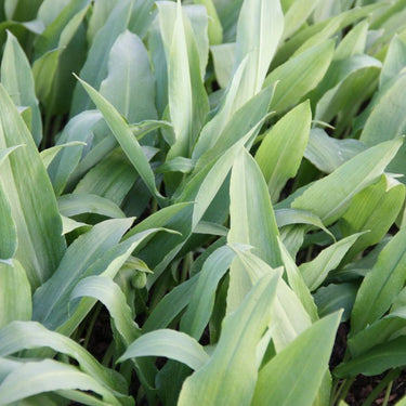 Allium ursinum Heimischer Bärenlauch