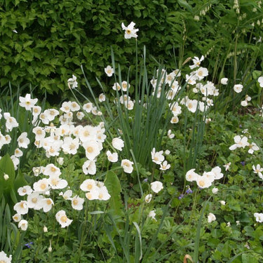 Anemone sylvestris Großes Wald-Windröschen