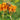 Asclepias tuberosa Knollige Seidenblume