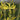 Asphodeline liburnica Jugoslawien-Junker-Lilie