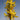Asphodeline lutea Mittelmeer-Junker-Lilie