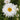 Aster alpinus 'Albus' Alpen-Aster