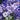 Aster cordifolius 'Blue Heaven' Schleier-Aster