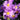 Aster x dumosus 'Augenweide' Kissen-Aster