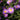 Aster x dumosus 'Blaue Lagune' Kissen-Aster