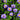 Aster x dumosus 'Blauer Gletscher' Kissen-Aster