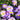 Aster x dumosus 'Herbstpurzel' Kissen-Aster